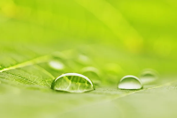 Vatten droppar på blad makro — Stockfoto