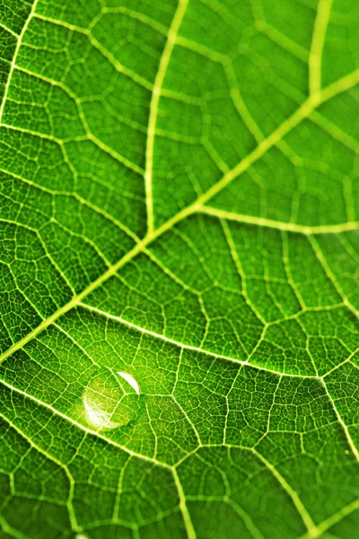 Gota de agua en macro hoja — Foto de Stock