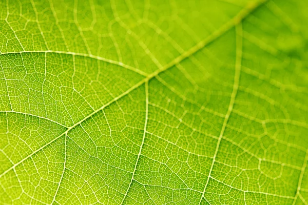 Textura de hoja verde — Foto de Stock