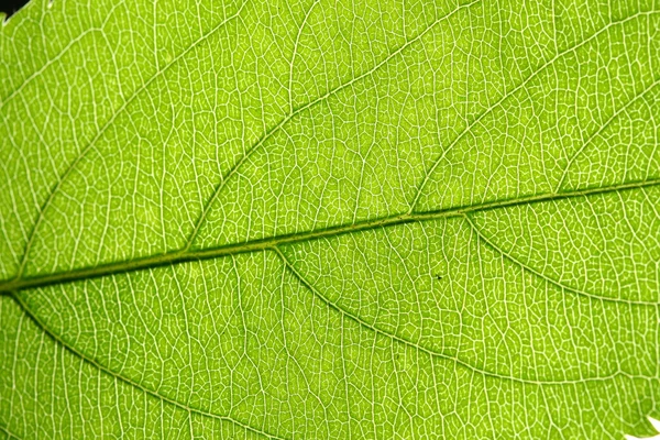 Vena de hoja verde — Foto de Stock