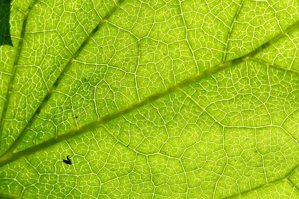 Zelený list žíly — Stock fotografie