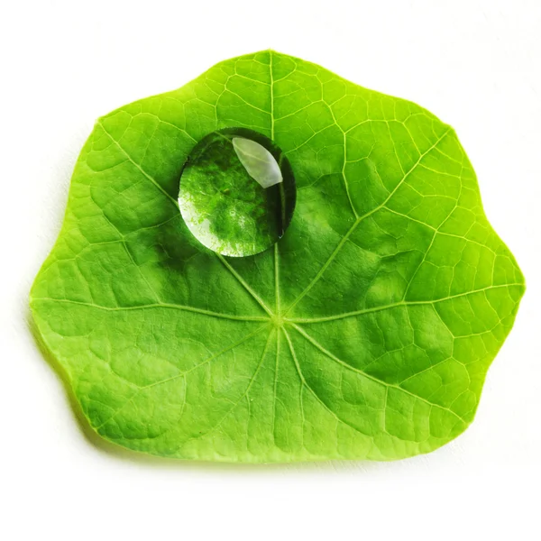 Water drop on leaf macro — Stock Photo, Image