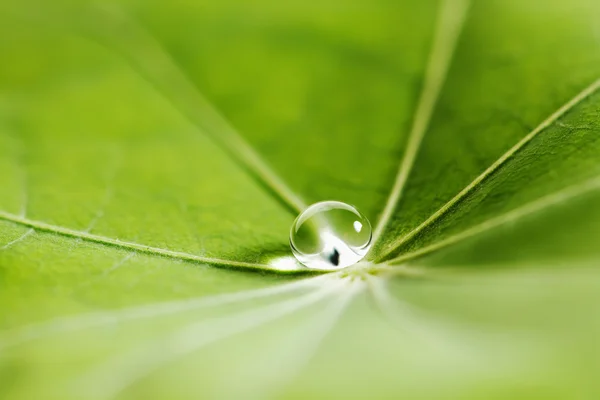 Gota de água na folha verde — Fotografia de Stock