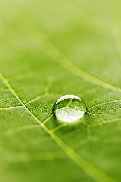 Gota de água na folha — Fotografia de Stock