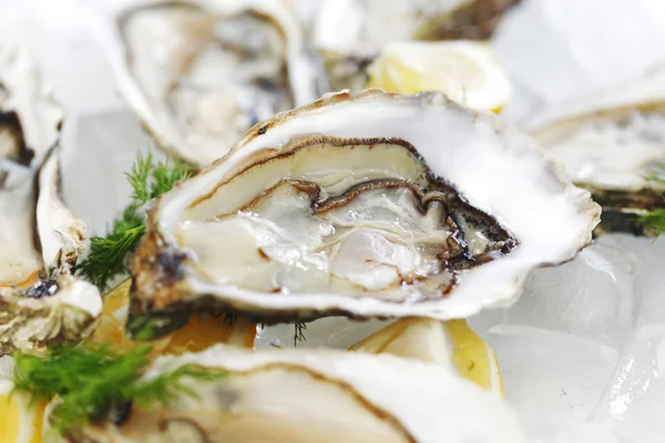 Oysters with lemon and dill — Stok fotoğraf