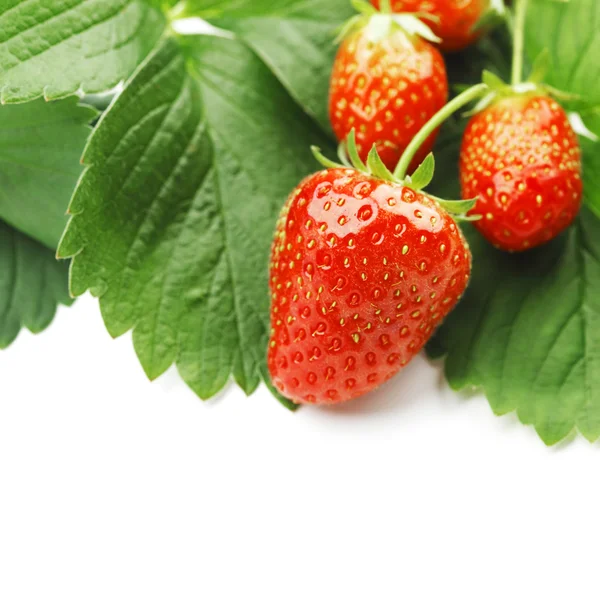 草莓的叶 — 图库照片