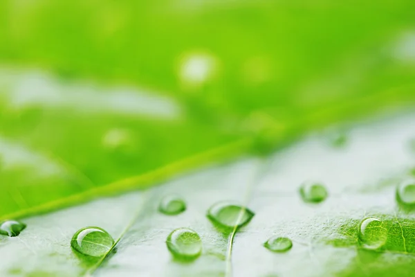 Σταγόνα νερού σε πράσινο φύλλο — Φωτογραφία Αρχείου