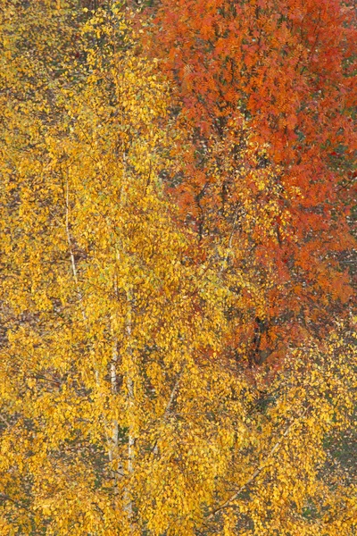 Herbstbaum — Stockfoto