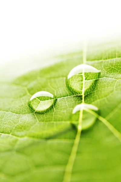 Gotas de água na macro folha — Fotografia de Stock