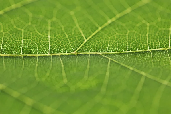 Grönt blad konsistens — Stockfoto