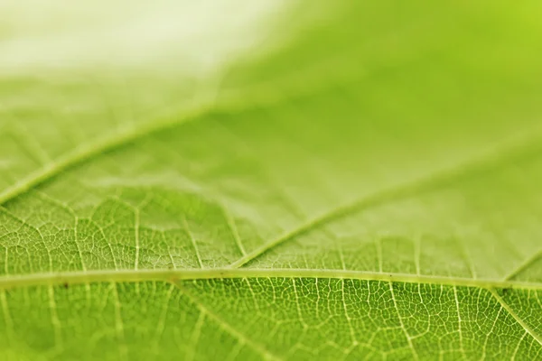 Green leaf texture — Stock Photo, Image