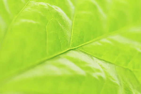 Textura de hoja verde — Foto de Stock