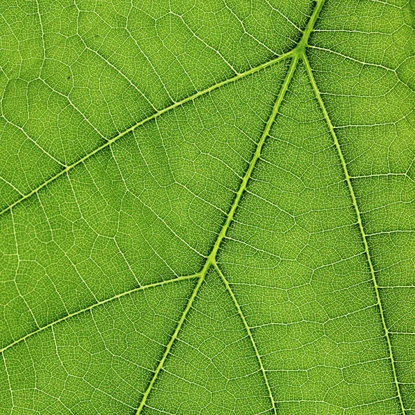 Green leaf texture — Stock Photo, Image