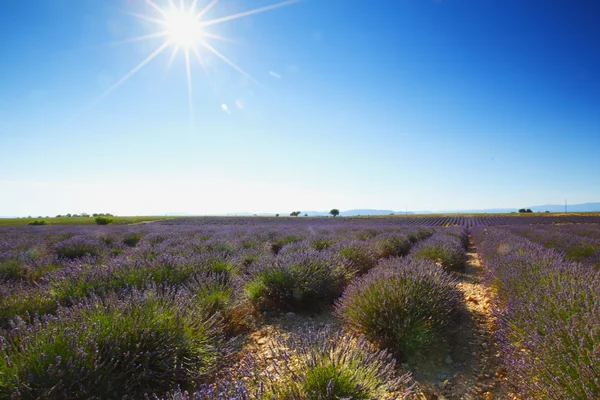 Lavender field — Stock Photo, Image