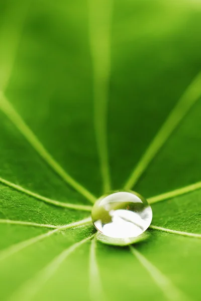 Wassertropfen auf grünem Blatt — Stockfoto