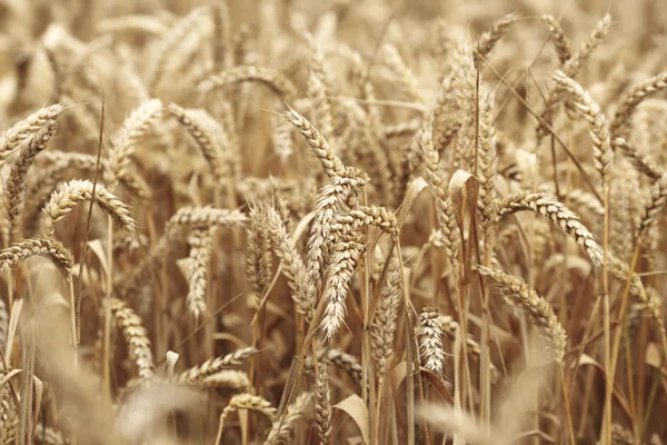 小麦は、ファーム フィールドにクローズ アップ — ストック写真