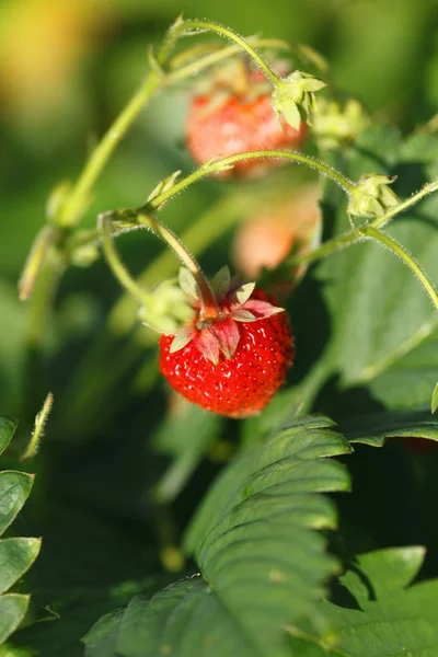 Fresas en rama —  Fotos de Stock