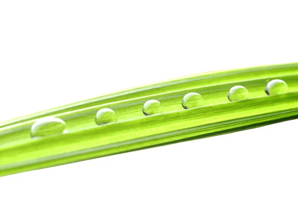 Water drops on the green grass — Stock Photo, Image