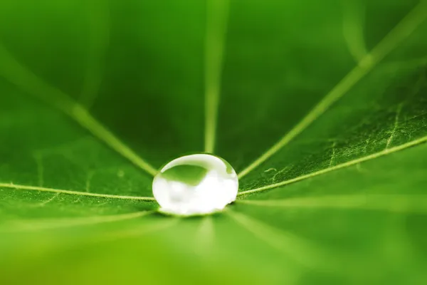 Gota de agua en la hoja verde — Foto de Stock