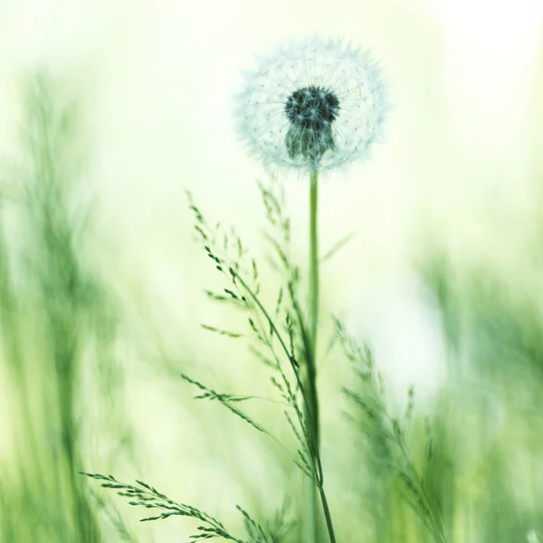 Biel dandelion — Zdjęcie stockowe