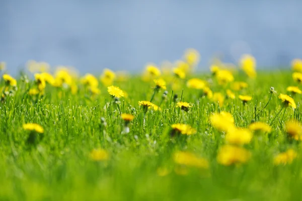 Sarı dandelions — Stok fotoğraf