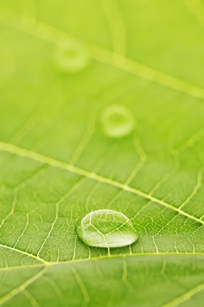 Goccia d'acqua sulla foglia — Foto Stock