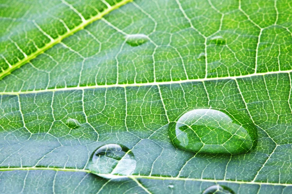 Water drops on leaf macro — Stock Photo, Image