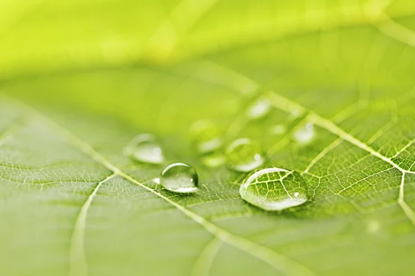 Gotas de água na macro folha — Fotografia de Stock