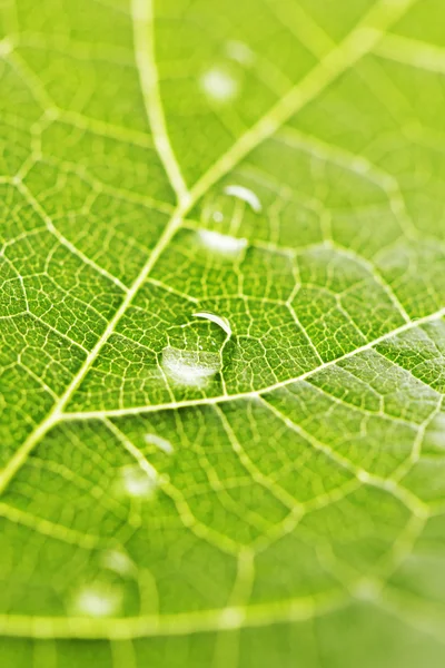 Gotas de água na macro folha — Fotografia de Stock
