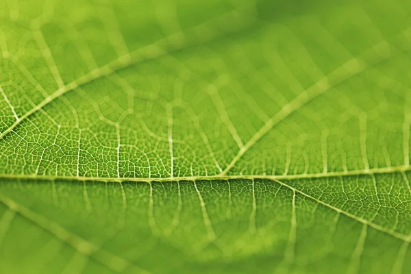 Green leaf texture — Stock Photo, Image