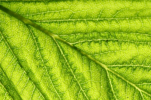 녹색 줄기 — 스톡 사진