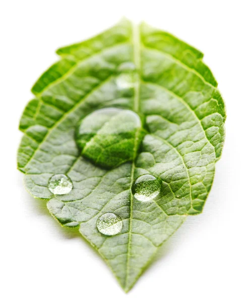 Gota de agua en macro hoja — Foto de Stock