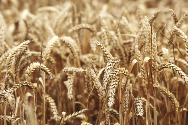 Trigo de cerca en el campo de cultivo —  Fotos de Stock