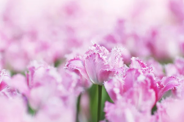 Rosa Tulpen — Stockfoto