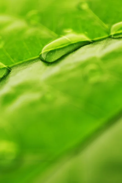 Gota de água na folha verde — Fotografia de Stock