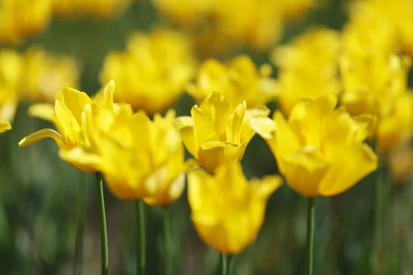 Tulipani gialli — Foto Stock