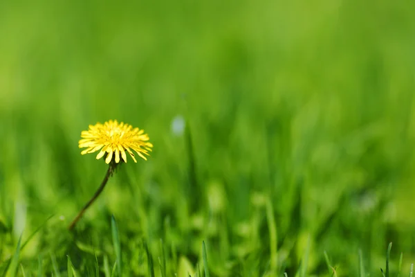 Diente de león — Foto de Stock