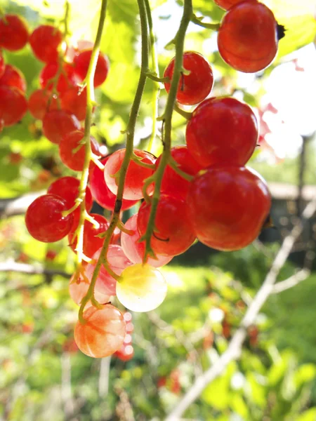 Groseilles rouges dans le jardin — Photo