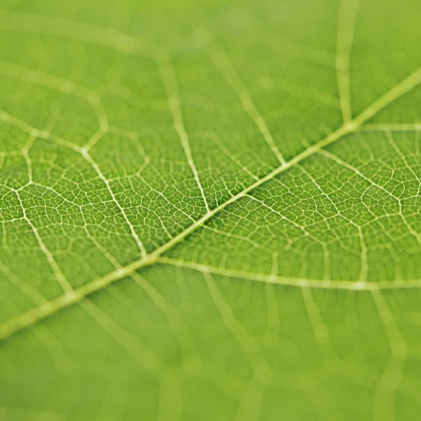 Texture des feuilles vertes — Photo