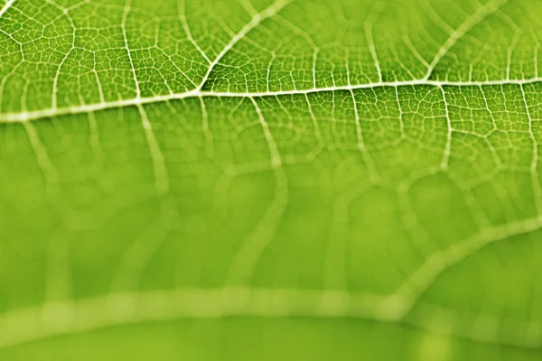 Textura de hoja verde — Foto de Stock