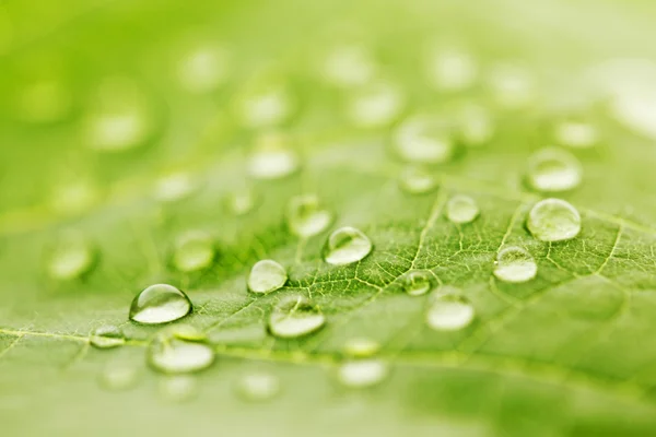 Gota de água na folha verde — Fotografia de Stock