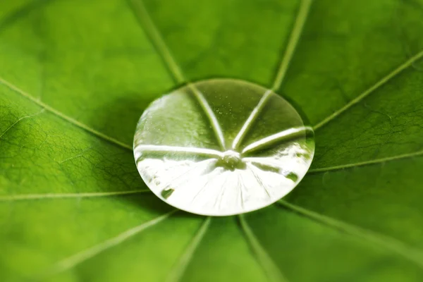 Goutte d'eau sur feuille verte — Photo