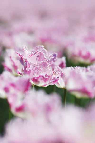 Tulipanes rosados — Foto de Stock