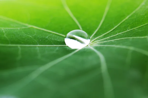 Goutte d'eau sur feuille verte — Photo