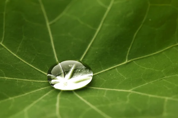 Goutte d'eau sur feuille verte — Photo