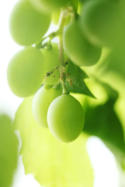 Green grape on the branch — Stock Photo, Image