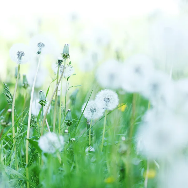 Witte paardebloemen — Stockfoto