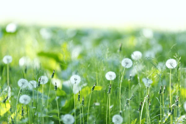 White dandelions — Stock Photo, Image