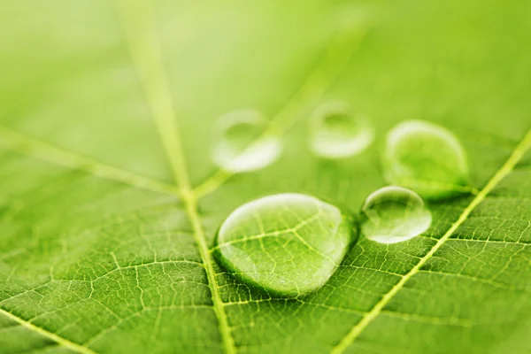 Water drops on leaf macro — Stock Photo, Image