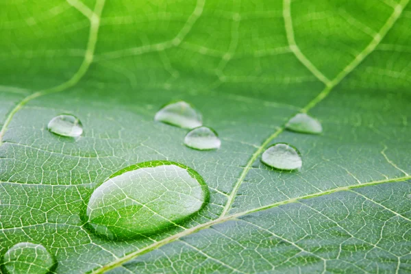 Gotas de agua en macro hoja — Foto de Stock